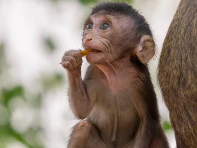 Image showing a monkey by josephanson