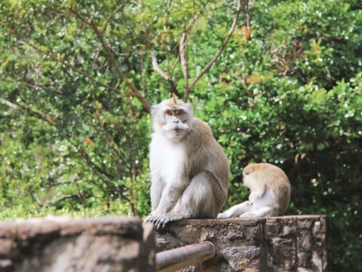 Image showing a monkey by lylypics