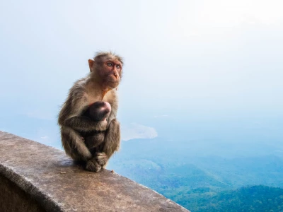 Image showing a monkey by shashanksahay