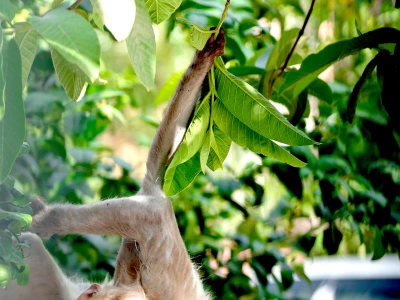 Image showing a monkey by varunkgaba