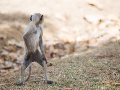 Image showing a monkey by vincentvanzalinge