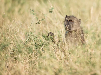 Image showing a monkey by vincentvanzalinge