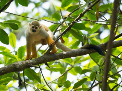 Image showing a monkey by vincentvanzalinge