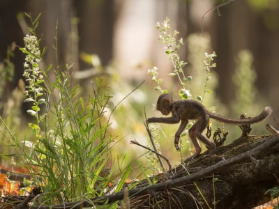 Image showing a monkey by vincentvanzalinge