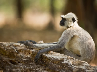 Image showing a monkey by vincentvanzalinge