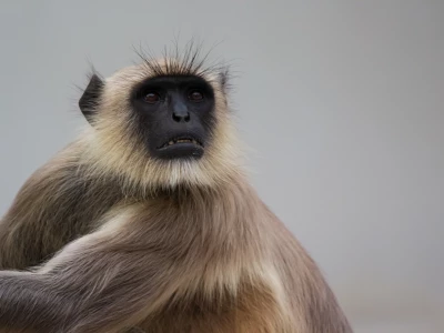 Image showing a monkey by vivekdoshi